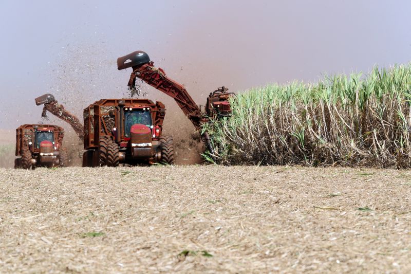 &copy; Reuters. Corte de cana-de-açúcar em campo de São Martinho, em Pradópolis