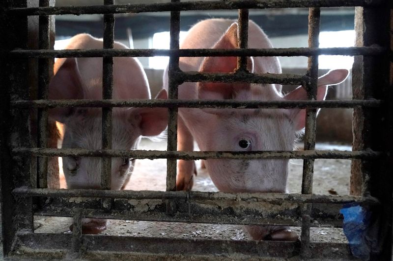 &copy; Reuters. FILE PHOTO: Two surviving pigs are pictured in a pigpen at a village Henan province