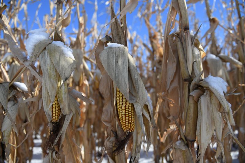 &copy; Reuters. Frozen corn is seen on a farm in East Grand Forks