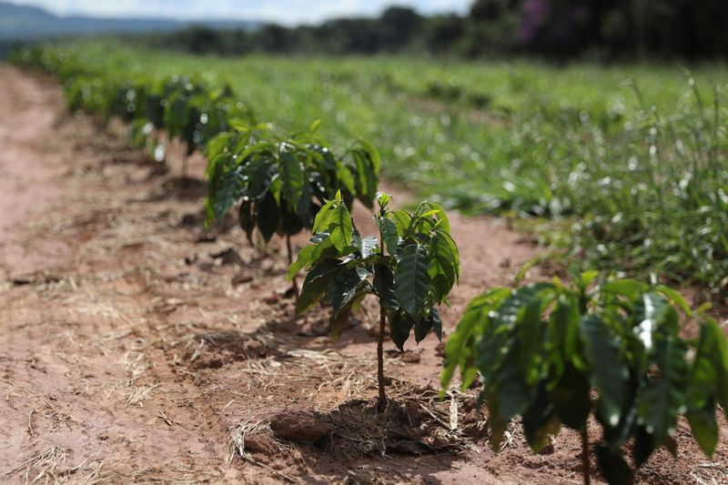 &copy; Reuters. Young coffee trees are seen in a plantation in the town of Sao Sebastiao do Paraiso