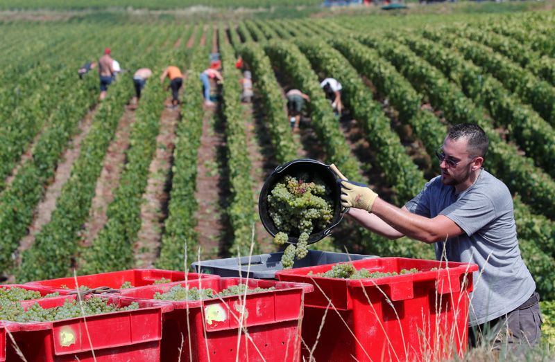 © Reuters. Champagne grape harvest begins in France's champagne region