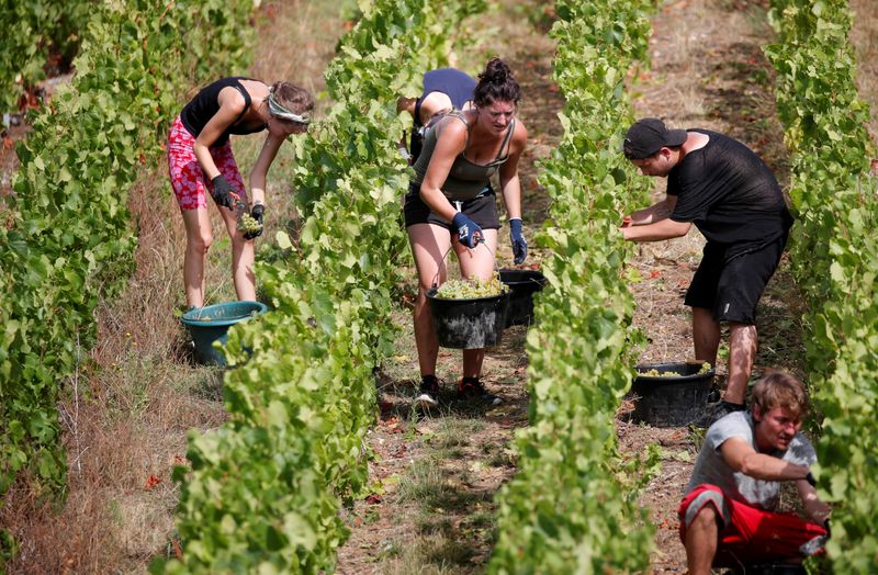 &copy; Reuters. Champagne grape harvest begins in France&apos;s champagne region