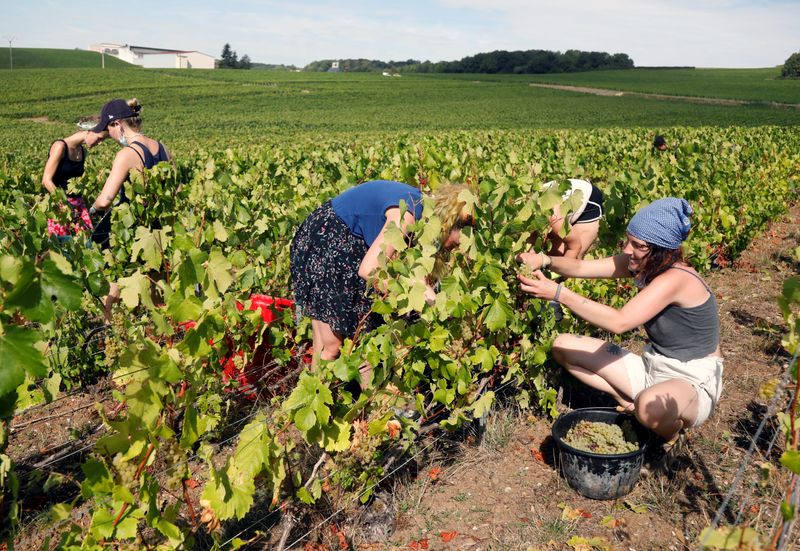 &copy; Reuters. LA CHAMPAGNE LANCE DES VENDANGES HISTORIQUEMENT PRÉCOCES