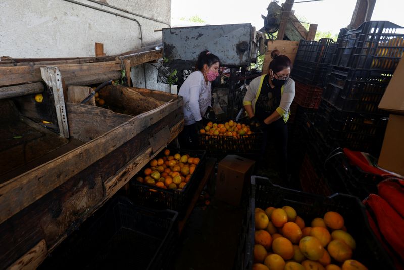 &copy; Reuters. Agricultural workers sort freshly picked oranges as they work to save a fruit farm from going under due to the effects of the coronavirus disease (COVID-19) outbreak on their market in Riverside