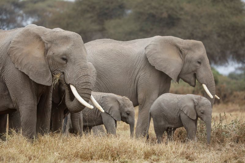 &copy; Reuters. Elefantes em parque nacional do Quênia