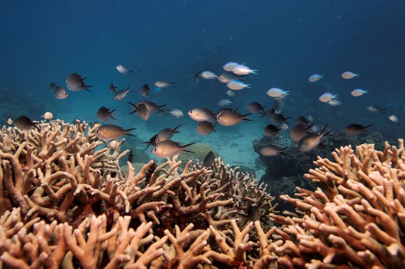 &copy; Reuters. FILE PHOTO: A school of fish swim above a staghorn coral colony as it grows on the Great Barrier Reef off the coast of Cairns, Australia