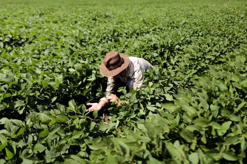 © Reuters. Agricultor checa plantio de soja em Barreiras (BA)