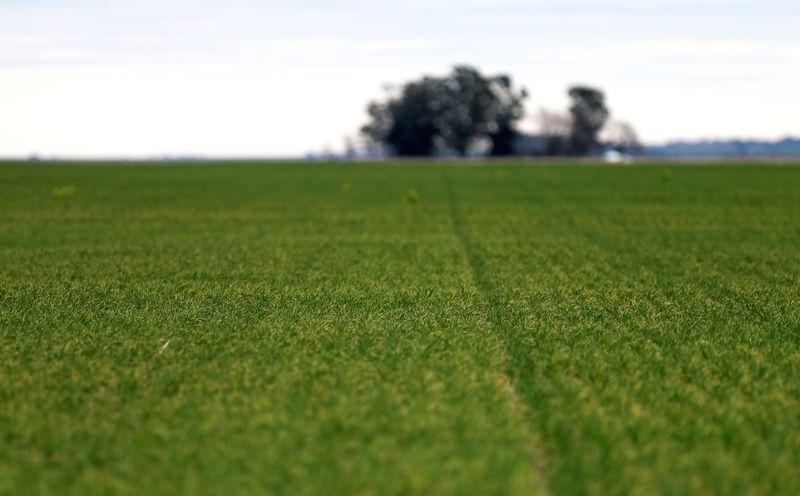 &copy; Reuters. Área de cultivo de trigo em Azul, Argentina