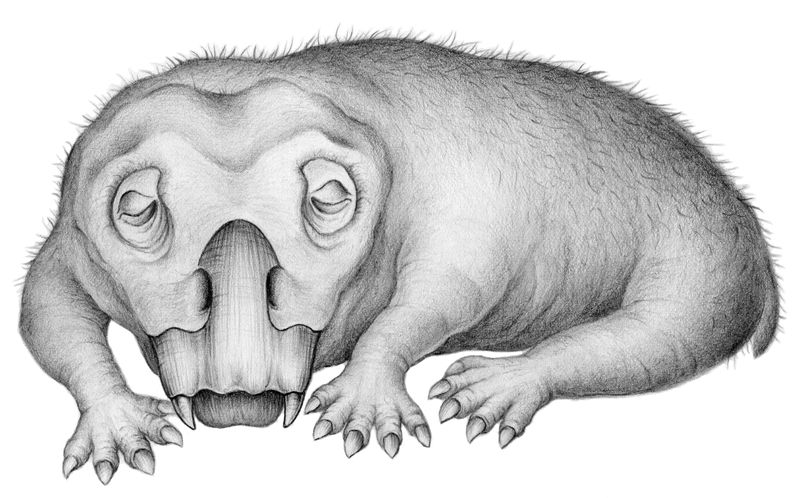 &copy; Reuters. An artist&apos;s rendition shows the Triassic Period mammal relative Lystrosaurus in a hibernation-like state