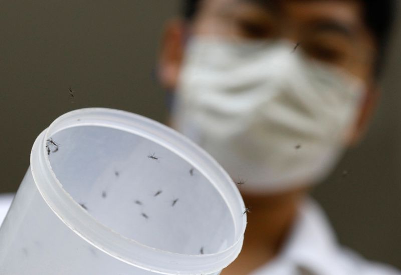 Singapore battles record dengue outbreak with more mosquitoes