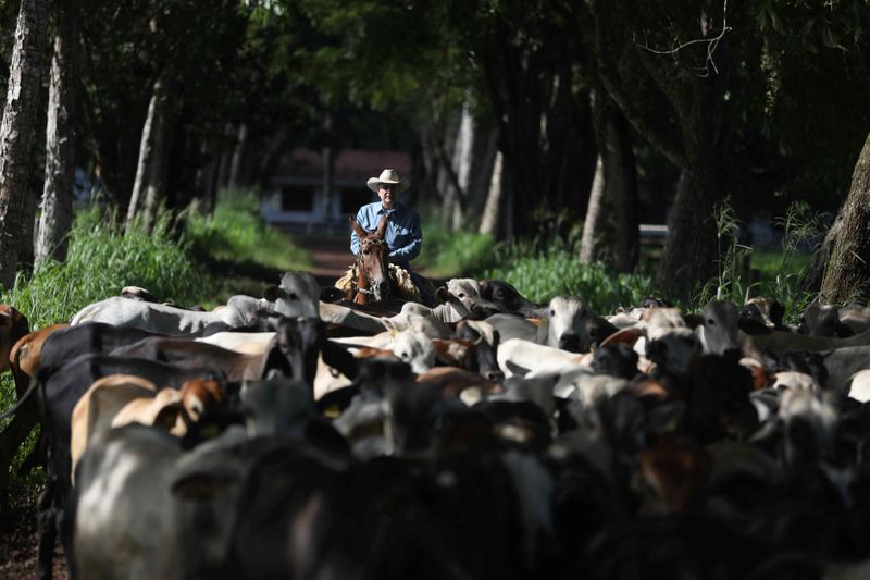 © Reuters. Mauro Lucio Costa rides his horse along his ranch in the city of Tailandia in the state of Para