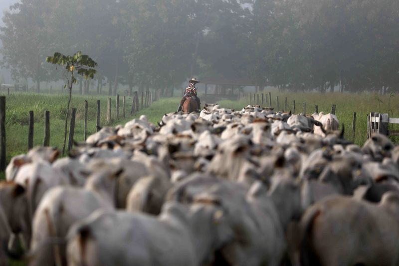© Reuters. A herd of cattle is seen at the Marupiara ranch in the city of Tailandia in the state of Para