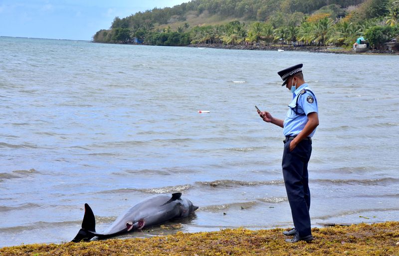 © Reuters. Policial fotografa golfinho morto nas Ilhas Maurício