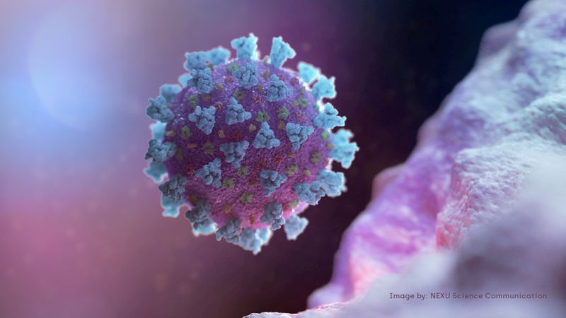 &copy; Reuters. FILE PHOTO: A computer image created by Nexu Science Communication together with Trinity College in Dublin, shows a model structurally representative of a betacoronavirus which is the type of virus linked to COVID-19