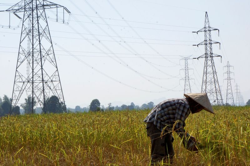 &copy; Reuters. FILE PHOTO: A farmer works in a paddy field under the power lines near Nam Theun 2 dam in Khammouane province