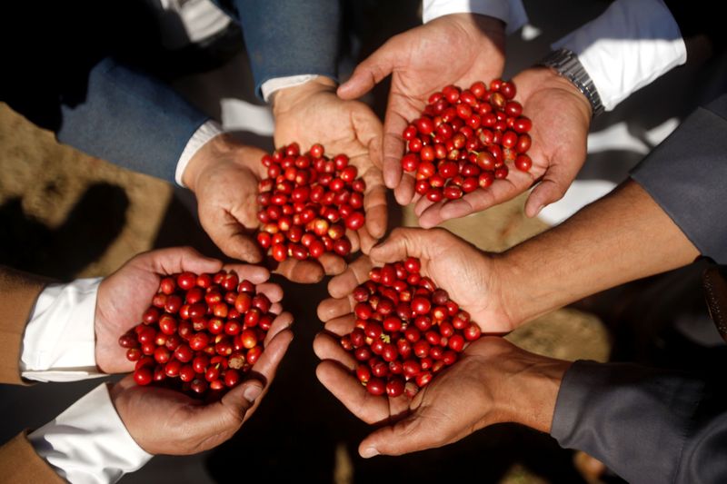 &copy; Reuters. Produtores seguram grãos maduros de café