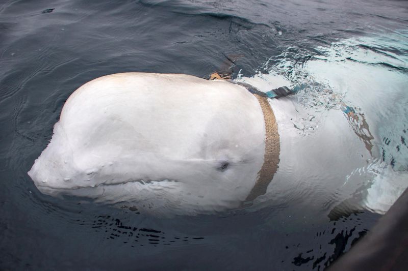 &copy; Reuters. A white beluga whale wearing a harness is seen off the coast of northern Norway