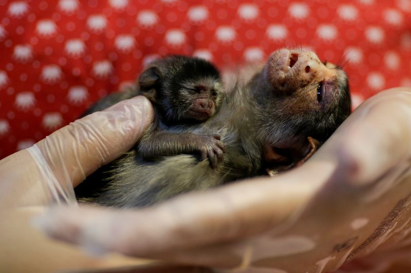 &copy; Reuters. The Wider Image: The mission to save the Amazon&apos;s animals