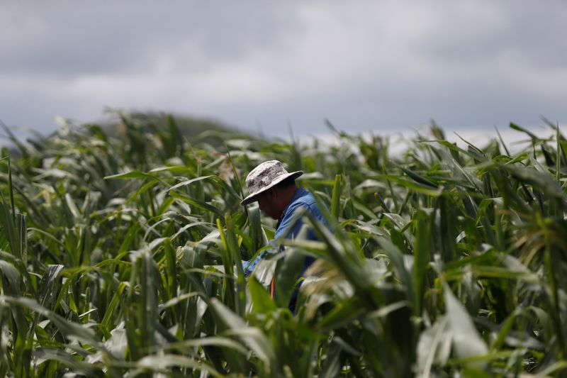 &copy; Reuters. FILE PHOTO: A farmer looks around his maize field destroyed by Fall Army Worm at Pak Chong district in Thailand