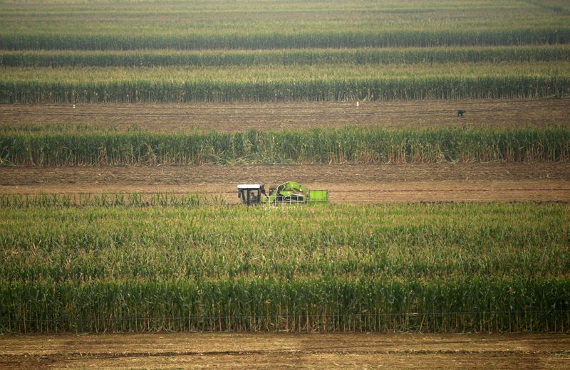 © Reuters. Campo de milho