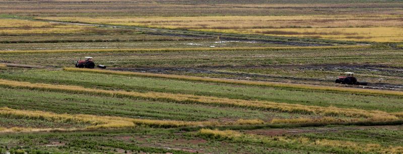 © Reuters. Agricultores trabalham com tratores no plantio de arroz