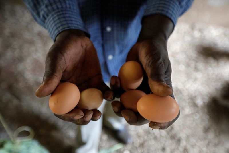 © Reuters. School manager James Kung'u, holds chicken eggs in a classroom he converted into a poultry house because of the Coronavirus disease (COVID-19) in the town of Wang'uru