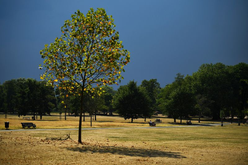 &copy; Reuters. FILE PHOTO: A tree is seen in a sun-dried and parched Clapham Common, during hot weather in London