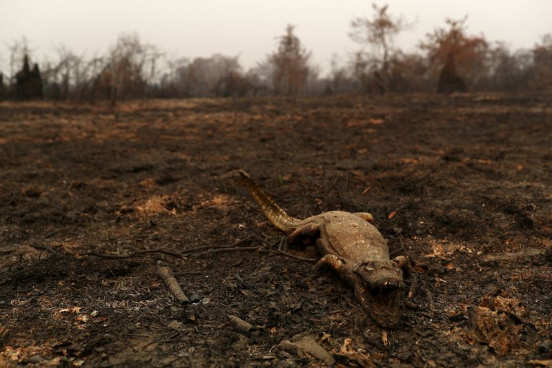 &copy; Reuters. The Wider Image: In Brazil, it&apos;s not just the Amazon that&apos;s burning. The world&apos;s largest wetland is on fire too