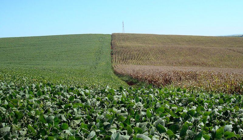 © Reuters. Áreas de cultivo de soja (à esquerda) e milho em Cruz Alta (RS)