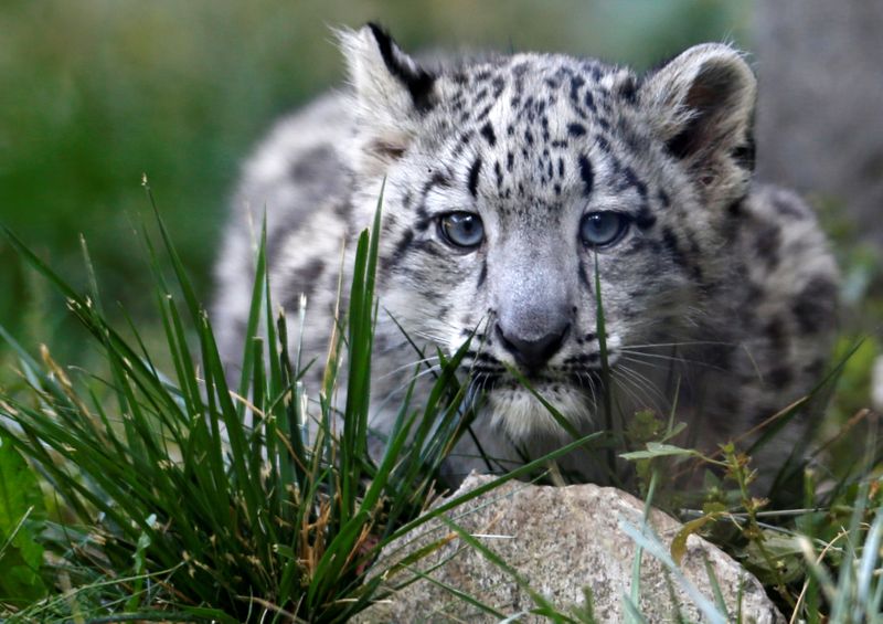 &copy; Reuters. FILE PHOTO: A three month old snow leopard cub is seen at the Brookfield Zoo in Brookfield, Illinois