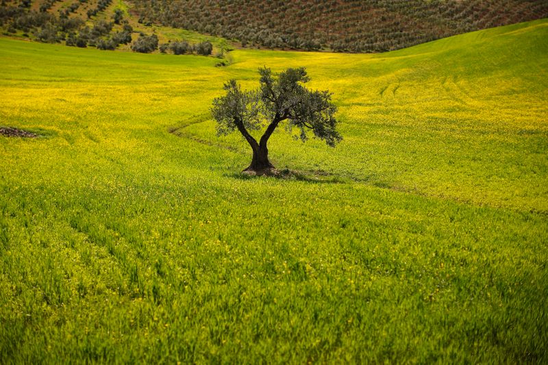 &copy; Reuters. FOTO DE ARCHIVO: Un olivo en un campo en las afueras de Ronda