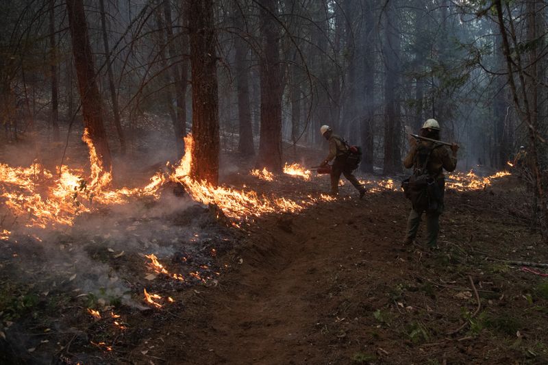 &copy; Reuters. Firefighters from Las Vegas set ablaze brush and trees during a firing operation near the Obenchain Fire in Butte Falls, Oregon