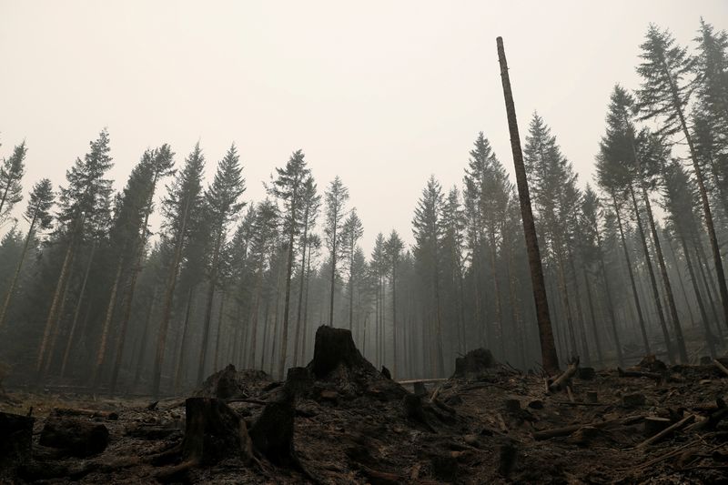 © Reuters. فرق الإطفاء تكافح حرائق الغابات في غرب أمريكا والدخان يصل إلى أوروبا