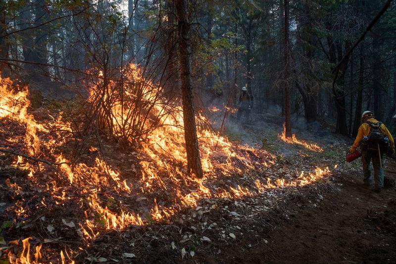 © Reuters. Firefighters from Las Vegas set ablaze brush and trees during a firing operation near the Obenchain Fire in Butte Falls, Oregon