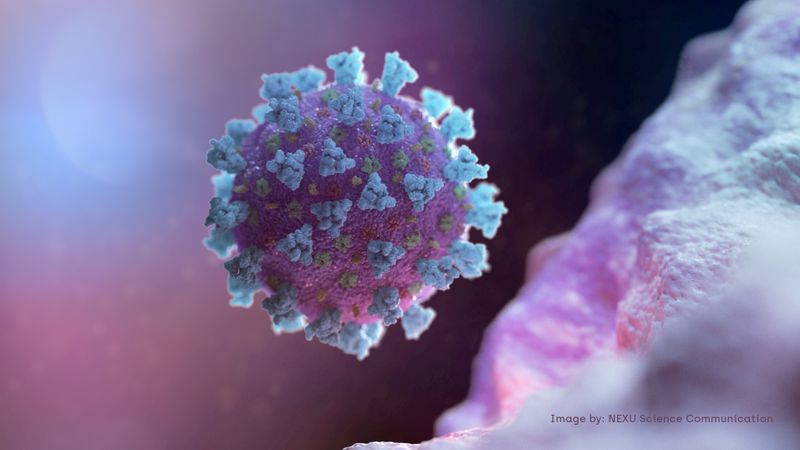 © Reuters. FILE PHOTO: A computer image created by Nexu Science Communication together with Trinity College in Dublin, shows a model structurally representative of a betacoronavirus which is the type of virus linked to COVID-19