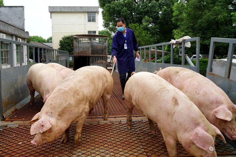 © Reuters. Criação de porcos em Wuyi, China