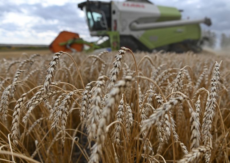 &copy; Reuters. Wheat harvest in Russia&apos;s Omsk region