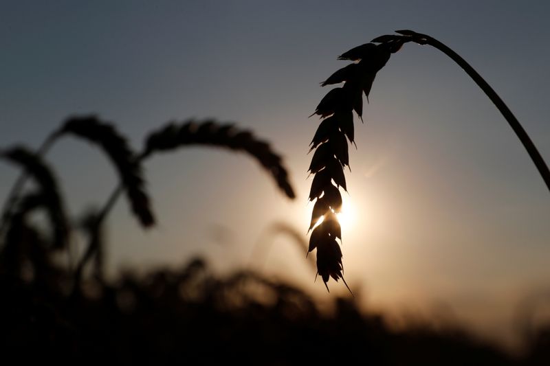 &copy; Reuters. Ears of wheat are seen in a field in Kyiv region