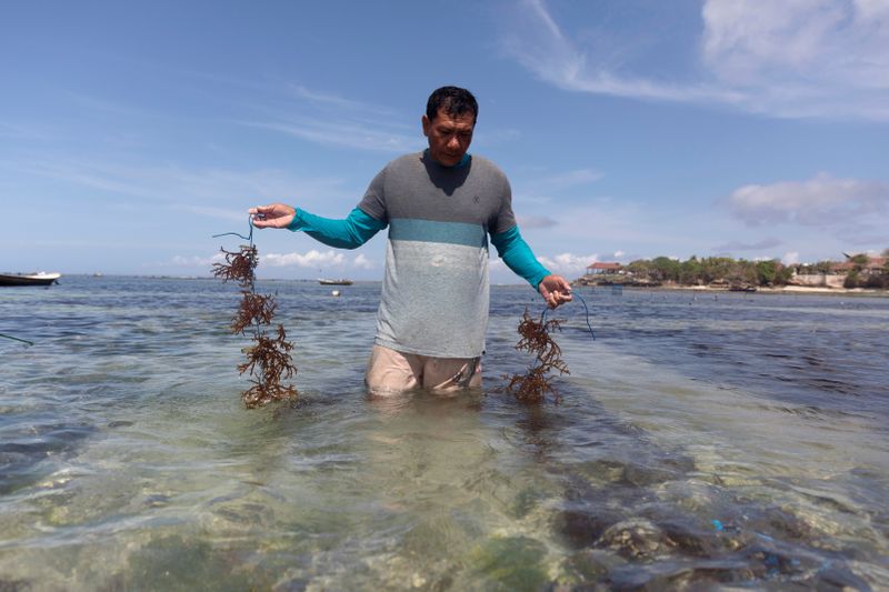 &copy; Reuters. Bali islanders turn to kelp farming as tourism dries up due to COVID-19