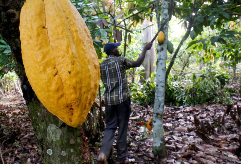 © Reuters. FILE PHOTO: A farmer works in a cocoa farm in Bobia, Gagnoa, Ivory Coast