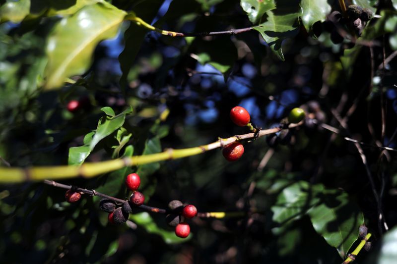 &copy; Reuters. Plantação de café na cidade de São João da Boa Vista, em São Paulo, Brasil