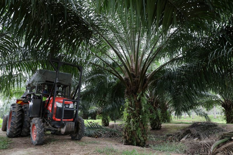 &copy; Reuters. FILE PHOTO: A mini tractor grabber collects palm oil fruits at a plantation in Pulau Carey