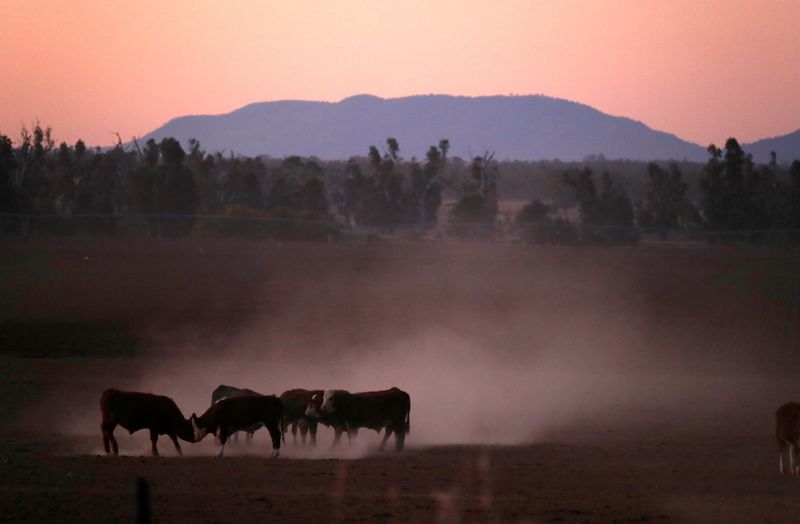 &copy; Reuters. FILE PHOTO: Cattle push each other as they kick-up dust at sunset west of the town of Tamworth