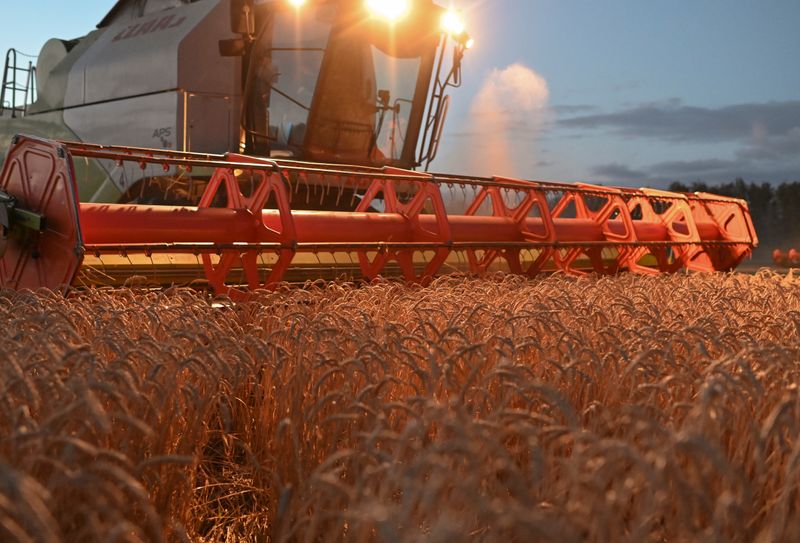 &copy; Reuters. Wheat harvest in Russia&apos;s Omsk region