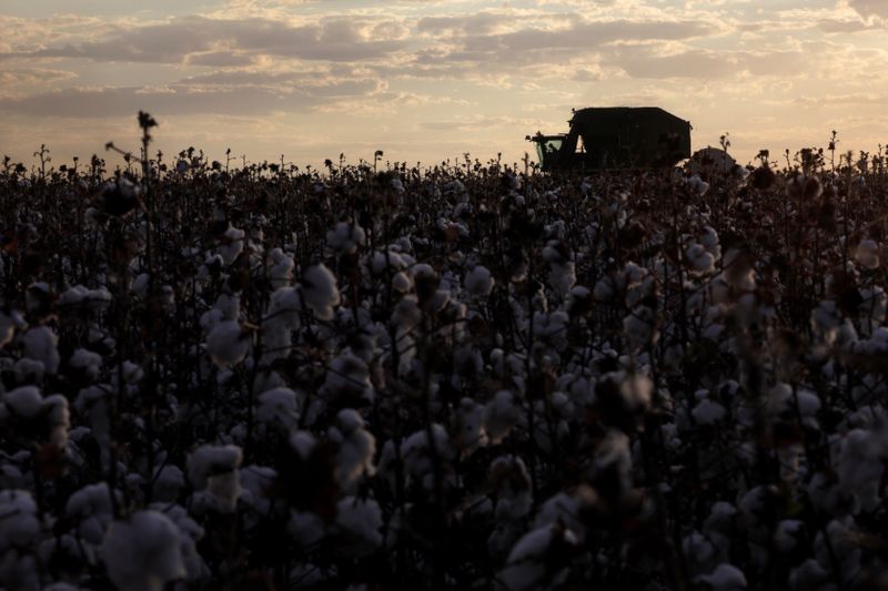 © Reuters. Colheita de algodão no distrito de Roda Velha, Bahia