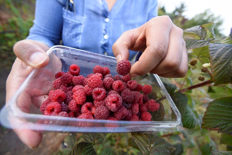 &copy; Reuters. Raspberries are pictured as they are being harvested at a local farm near Chillan