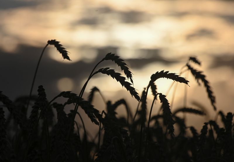 &copy; Reuters. Пшеница в поле