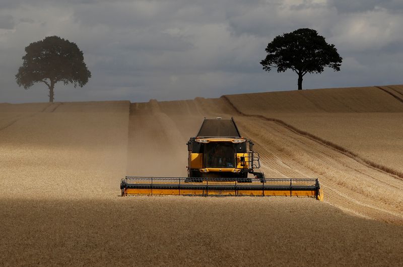 &copy; Reuters. Campo de cevada na Grã-Bretanha