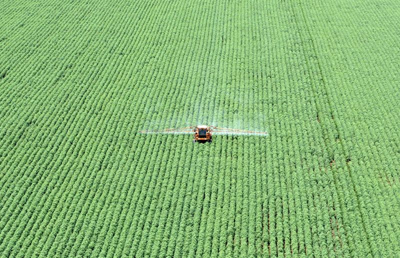 © Reuters. Cultivo de soja em Primavera do Leste (MT)