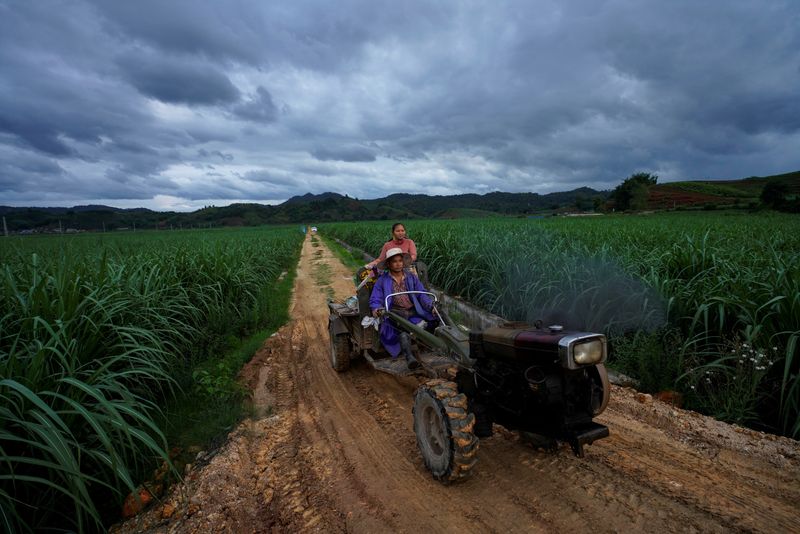 &copy; Reuters. Plantação de cana na China